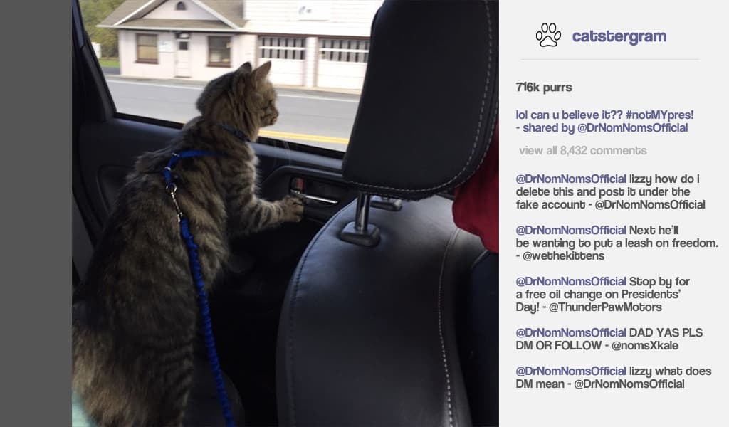 Cat President ~A More Purrfect Union~ screenshot 4